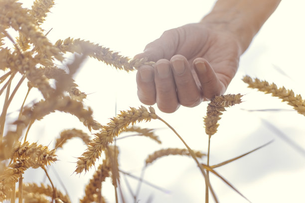 手摸着麦田里的小麦图片下载