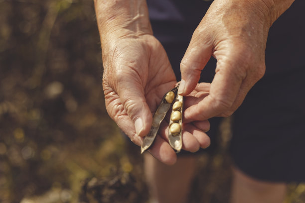 农民的手和大豆图片下载