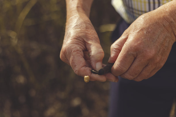 农民的手和大豆图片下载