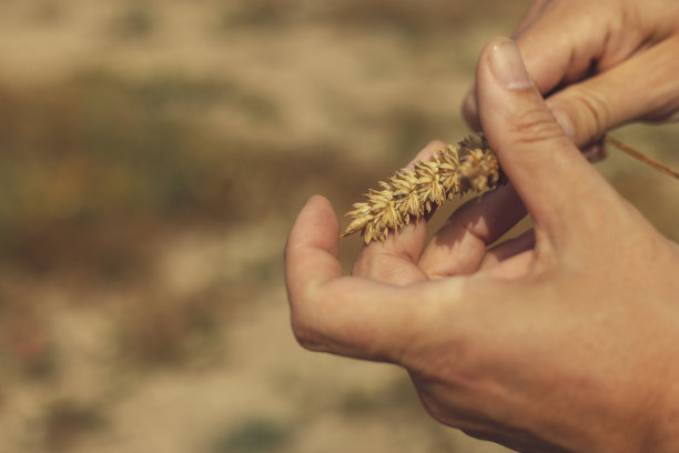 田野里一只手拿着小麦的特写图片下载