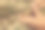 田野里一只手拿着小麦的特写图片下载