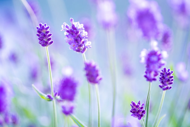 浅景深的盛开薰衣草丛特写。图片下载