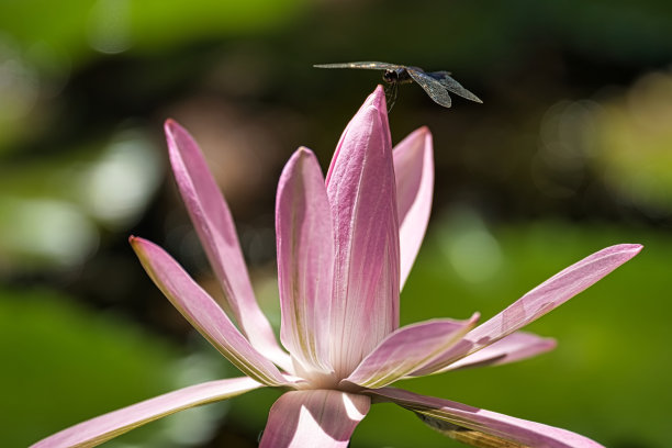 塞舌尔马埃岛植物园里一只蜻蜓趴在睡莲上的特写镜头图片下载