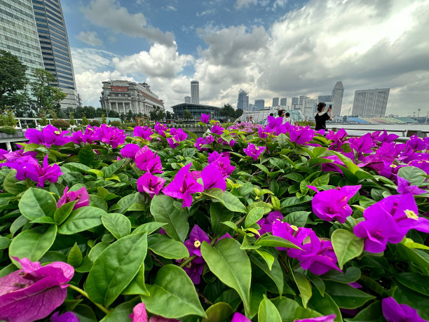 斯里兰卡科伦坡加勒菲斯格林花卉边界的特写图像，热带粉红色的三角梅花苞片，黄色的花和郁郁葱葱的绿叶，攀援观赏开花的三角梅藤，摩天大楼，多云的蓝天，重点在前景图片下载
