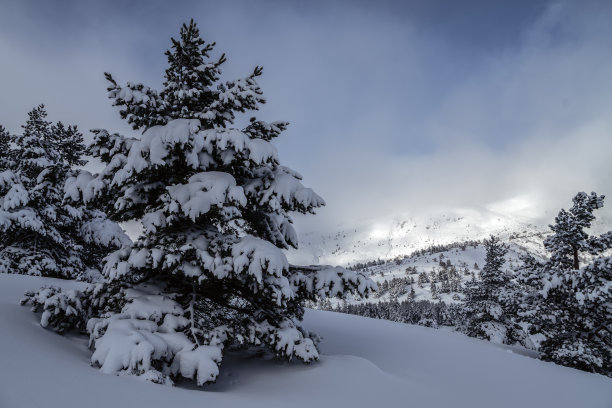 冬天在西班牙北部Riaño和Mampodre山脉的松树林中下雪。欧洲的山峰。图片下载