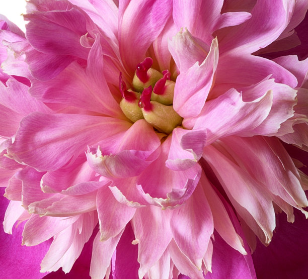 粉红色的牡丹花作为艺术家的背景图片下载