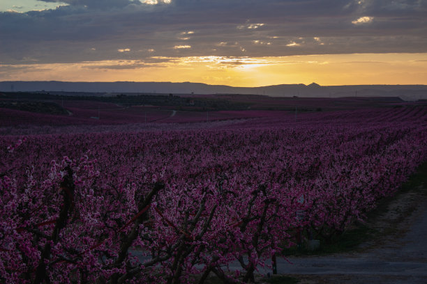 春天夕阳下的桃园图片下载