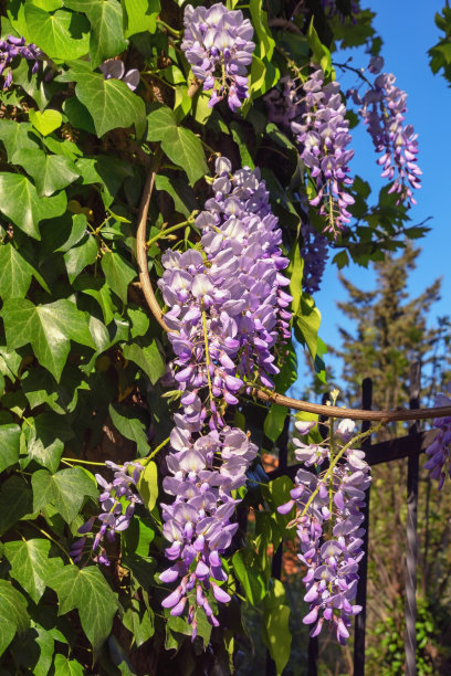 在阳光明媚的春日，公园里美丽的紫藤花图片下载