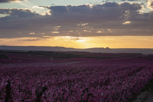 春天夕阳下的桃园图片下载