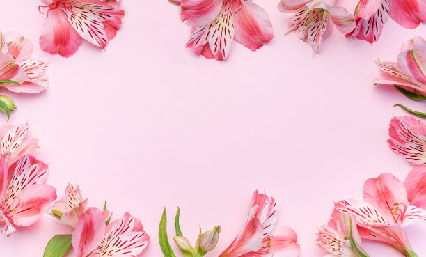 美丽的alstroemia花在粉红色的背景图片下载