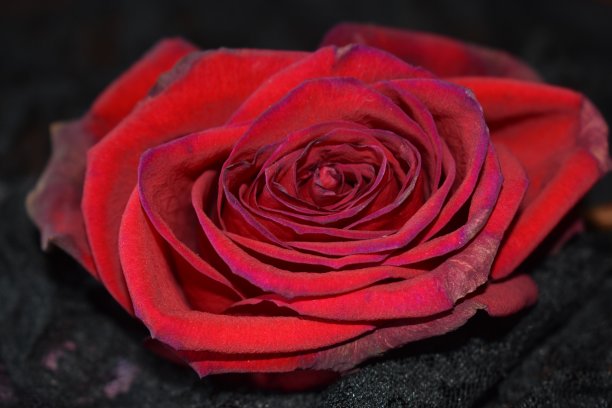 玫瑰和蕾丝图片下载