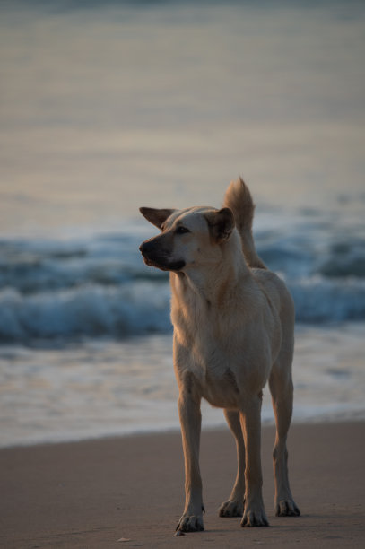 一张狗在海滩上玩耍的照片。图片下载