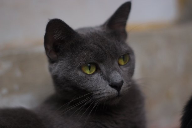 面容憔悴的母猫图片下载