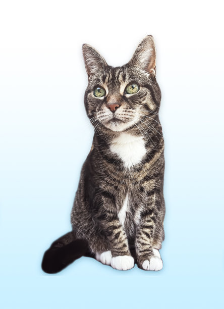 美丽的雌性虎斑猫，可爱可爱的宠物图片下载