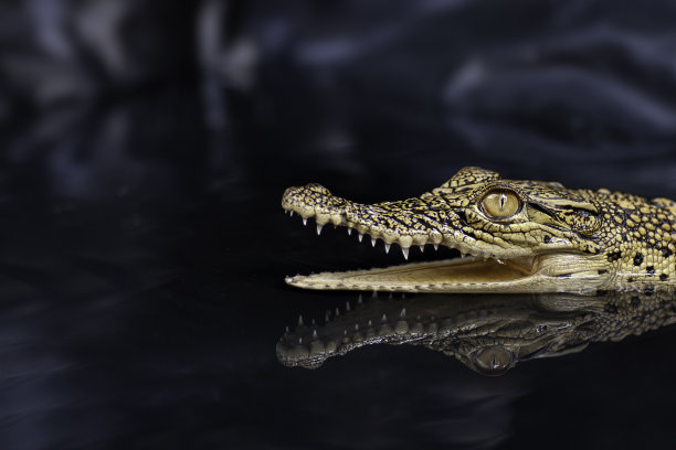 鳄鱼露出牙齿的倒影图片下载