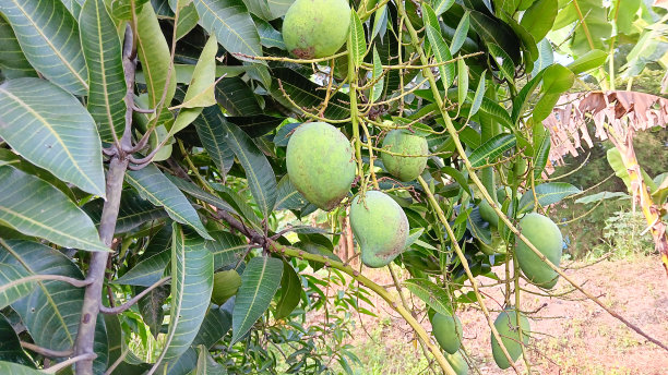 芒果树又大又多，果实累累图片下载