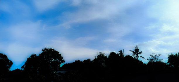 阴天晴朗的日子里树木的剪影图片下载