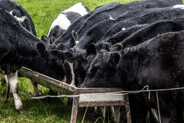 近景:黑色的奶牛正在吃草，背景是绿色的草地图片下载
