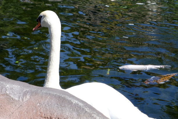 鹅在湖中潜水觅食时游动的选择性焦点。图片下载