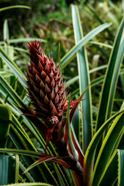 婴儿菠萝图片下载