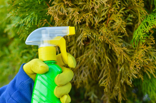 一名园丁用花园喷雾器中的黄色针叶喷洒一棵郁金香。针叶树病虫害防治。季节性园艺工作概念。图片下载