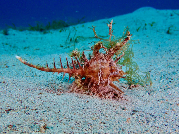 贝壳中的软体动物图片下载