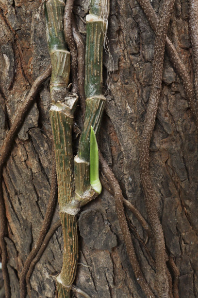 室内金钱植物的根在树上图片下载