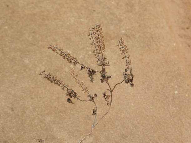 干死的印地语名:Tulsi英文名:圣罗勒拉丁名:Ocimum sactum Linn Penn。有地面背景图片下载