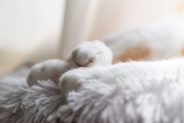 可爱的猫手图片下载