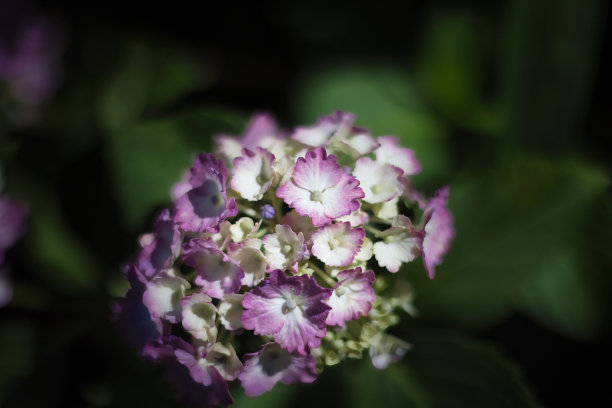 六月初夏的雨季，绣球花温柔美丽地绽放图片下载