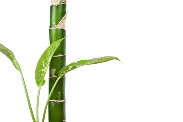 菊属植物，室内植物，离生于白色图片下载