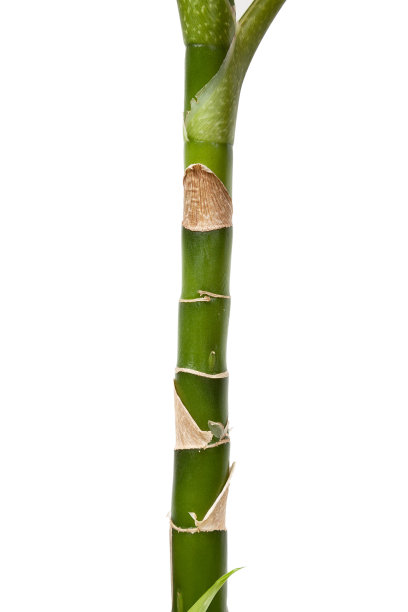 在白色上离生的万年青干图片下载