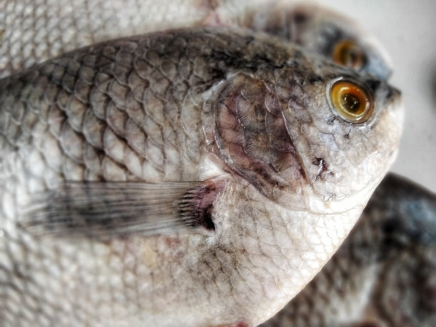 鱼的头部背景图片下载