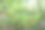 青柠是一种草本植物图片下载