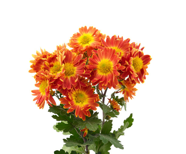 美丽的红色菊花。图片下载