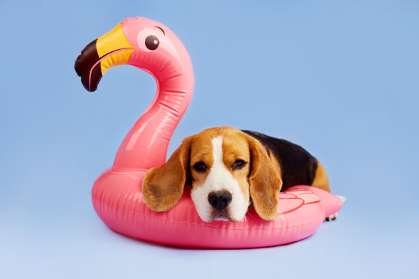 一只可爱的小猎犬和一只粉红色的充气火烈鸟在蓝色的孤立背景上。图片下载