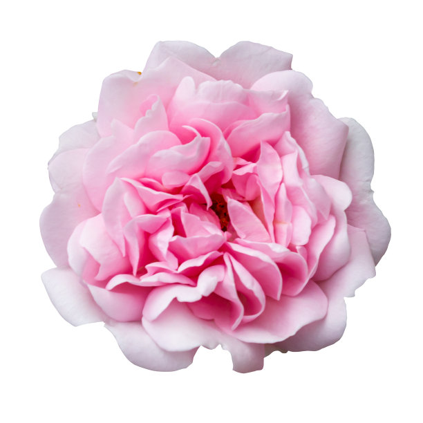 美丽茂盛的玫瑰绽放孤立在白色的背景。图片下载