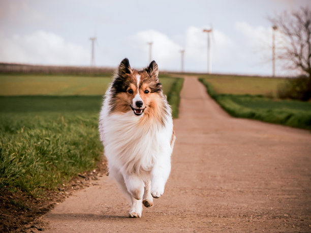 设得兰牧羊犬：在有风车的道路上图片下载
