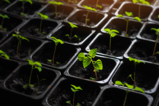绿色蔬菜和蔬菜的幼苗在有土壤的塑料盆里。幼芽和幼苗。花园春播图片下载