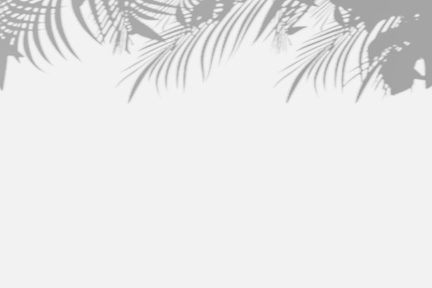 抽象模糊软光影棕榈叶反射在白色墙壁工作室背景。热带夏季黑白概念产品介绍。带有横幅3d渲染插图的复制空间。图片下载