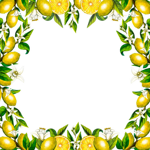 水彩框架柠檬树枝与花隔离在白色背景。手绘植物插图黄色柑橘类水果。用于设计的剪贴画对象图片下载