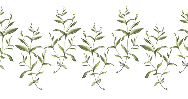 无缝边缘与水彩草和叶子在白色背景。手绘带芽的绿色灌木。分公司邀请卡或框架，婚礼庆典和贴纸。墙纸包边图片下载