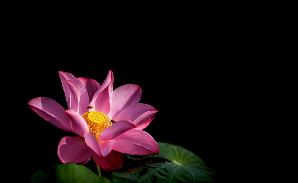 美丽的粉红色荷花与黑暗的背景免费股票照片，图片和皇室形象美丽图片下载