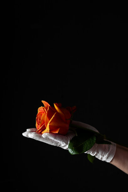 精致的橙色玫瑰躺在美丽的女人的手在白色网眼手套黑色与狭窄的光图片下载