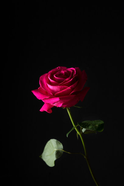 明亮的红色玫瑰在黑色的背景与一个狭窄的光图片下载