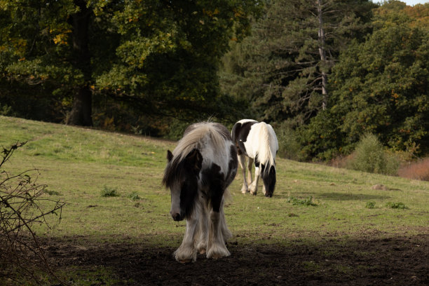 夏天，马在绿色的田野里漫步。图片下载