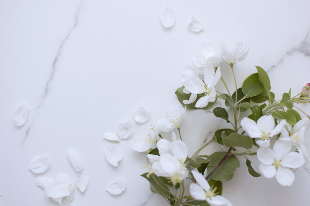 简约的明信片布局与苹果树枝，花，平面，顶视图图片下载