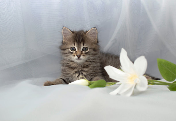 浪漫的毛茸茸的灰色小猫咪，白色的百合花躺在浅色的背景上。宠物的概念。情人节假期。3月8日的明信片图片下载