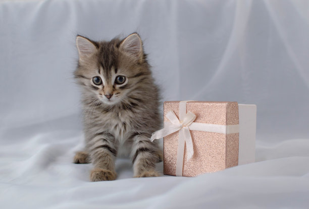 有趣的毛茸茸可爱的小猫在白色的织物背景上玩礼物。小猫看着盒子。照顾我们的小宠物图片下载