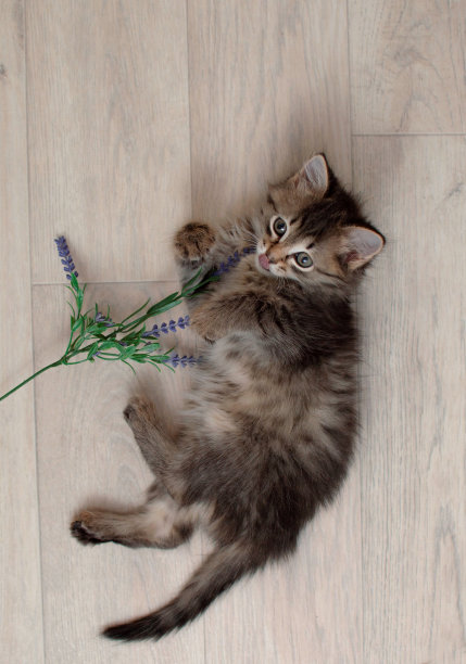 可爱的灰色小猫躺在地板上玩玩具。看着镜头。一张可爱的小猫的照片。宠物的概念图片下载